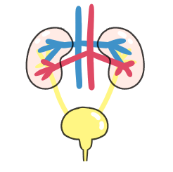 腎機能をみるクレアチニンイメージ