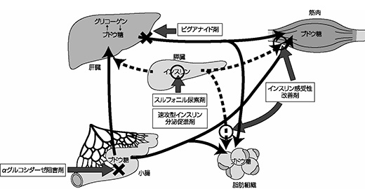 作用機序イメージ