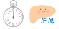 時計と肝臓